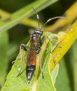 Snyltehveps stenichneumon culpator 